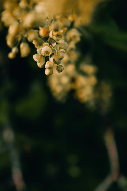 a bunch of flowers are shown in the blurry image