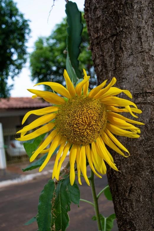 sunflower blooming by the tree on a sunny day