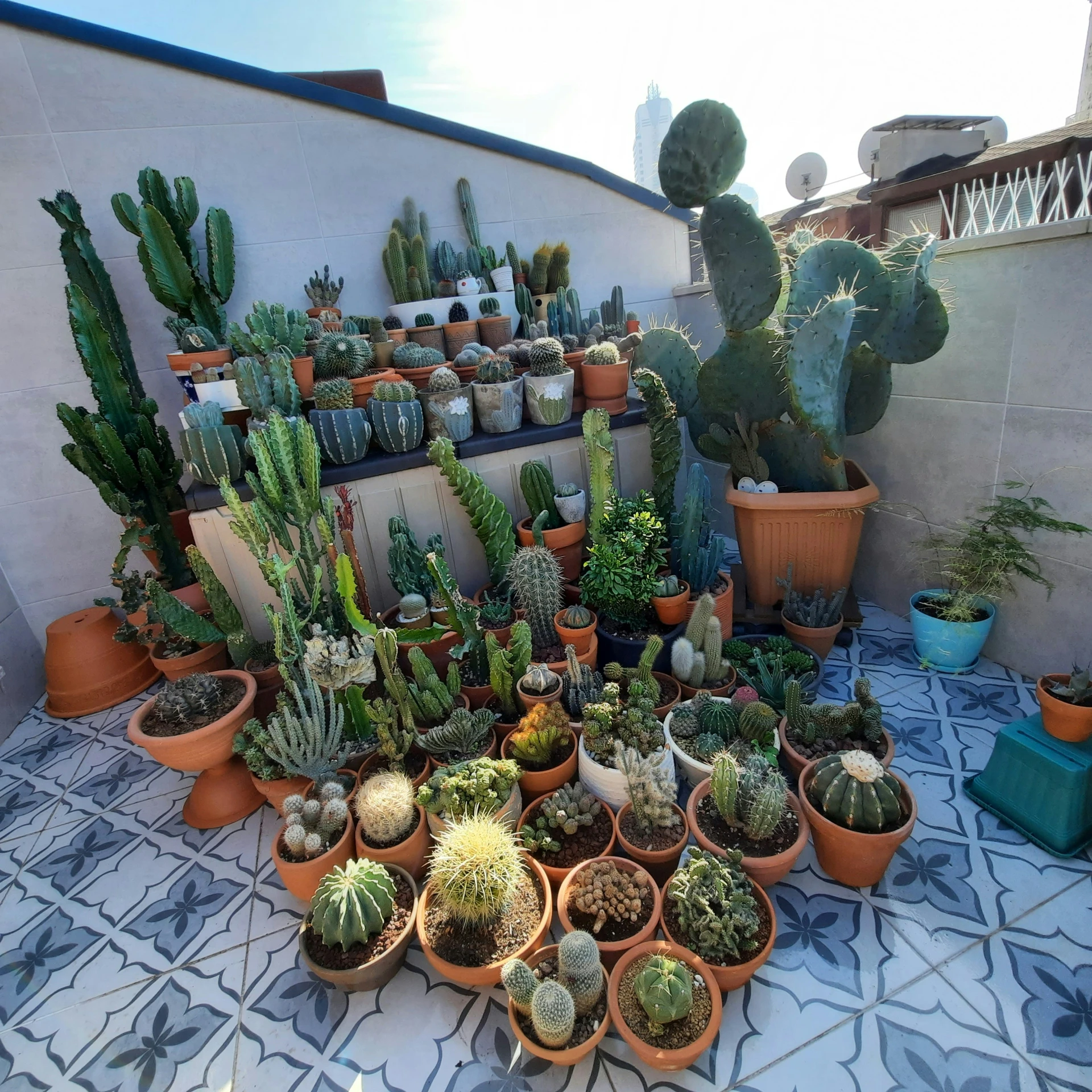 lots of cactus in pots sitting on the ground