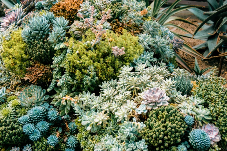 many colorful succulents and plants with leaves