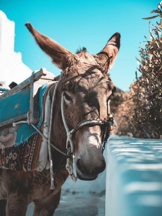 a donkey with saddle on walking next to a snow - covered bush