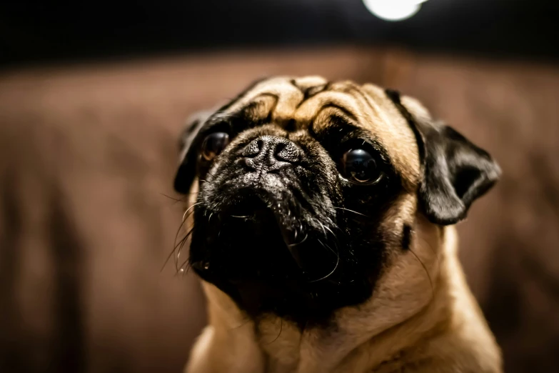 a pug dog is looking at the camera