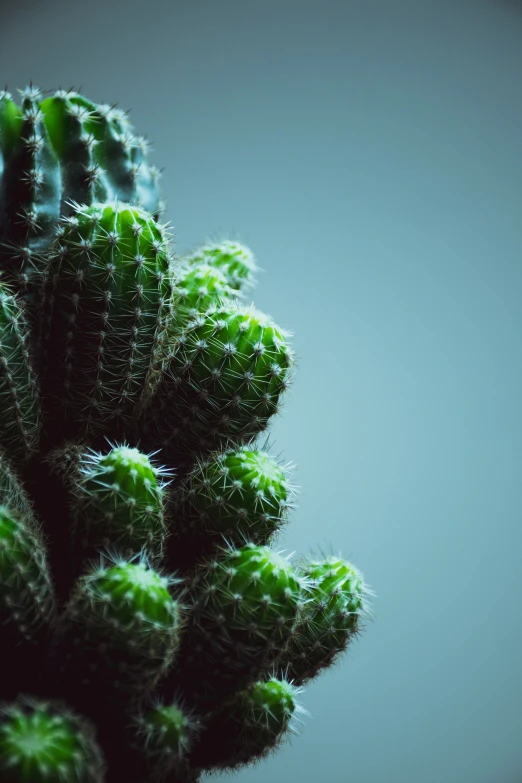 a small cactus with large spiky leaves