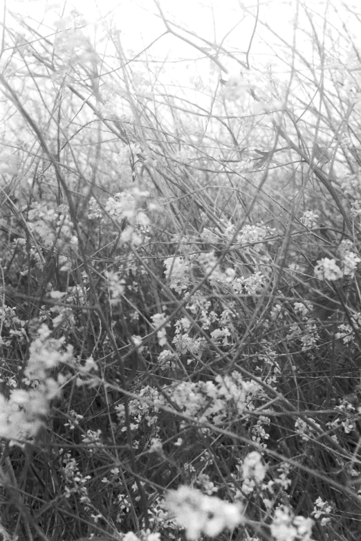 wildflowers and grasses blowing in the wind on a sunny day