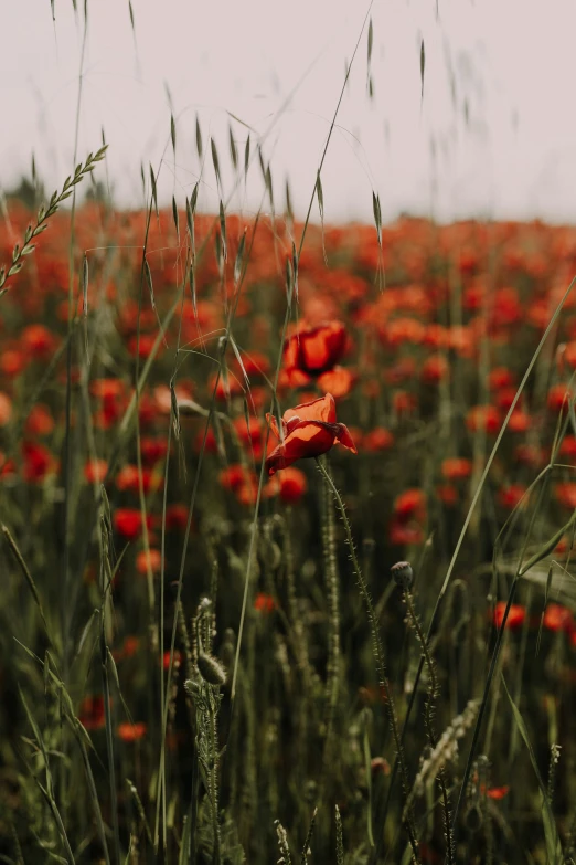 a field full of green and red flowers