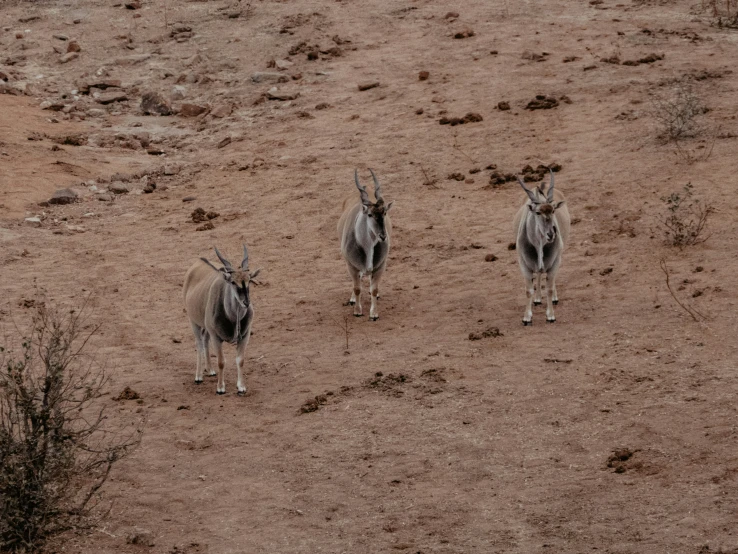 two antelopes standing on a brown grass field