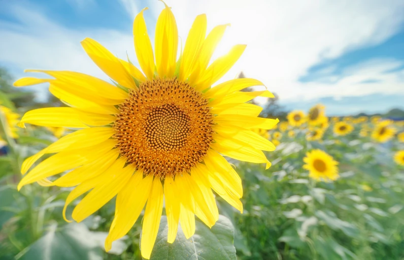 sunflower with sunlight on the center and a blue sky in the background