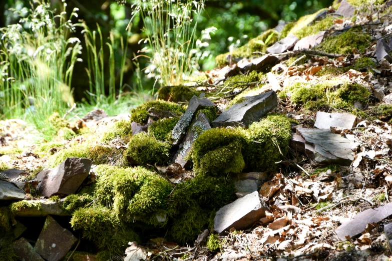 mossy rocks and leaves are piled on the ground