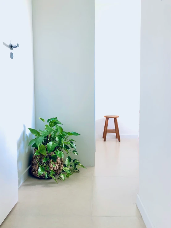 a green plant is in the corner of the room