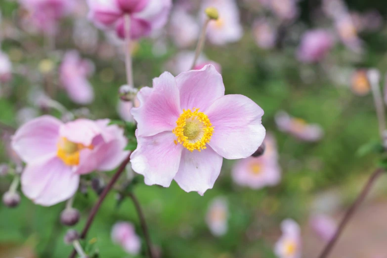 a group of pink flowers growing on the side of a road