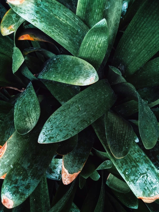 a close up image of a leafy plant with drops of water