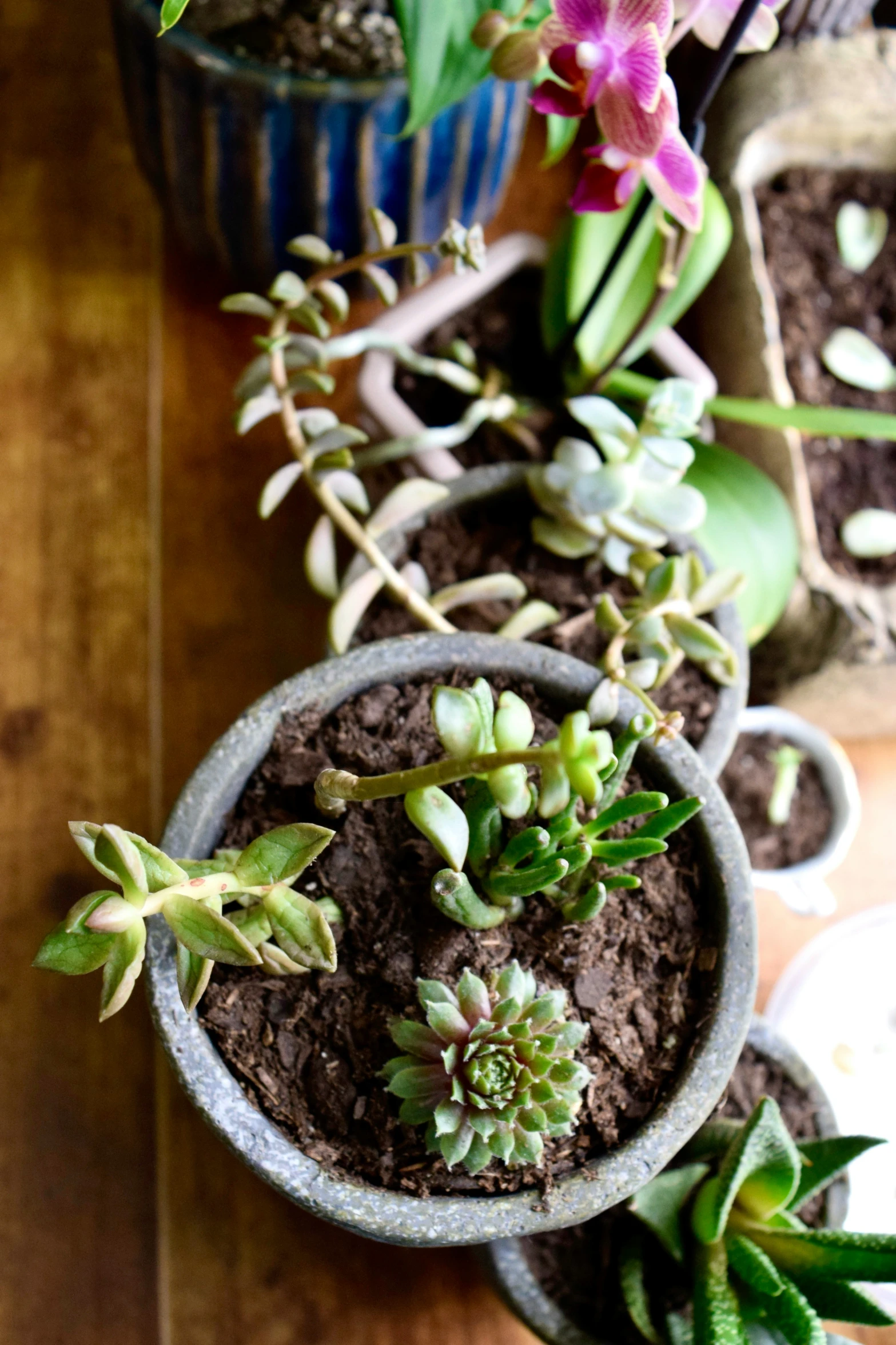 several succulents growing from dirt in a clay pot