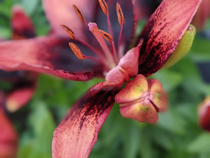 a red flower in a field full of green grass