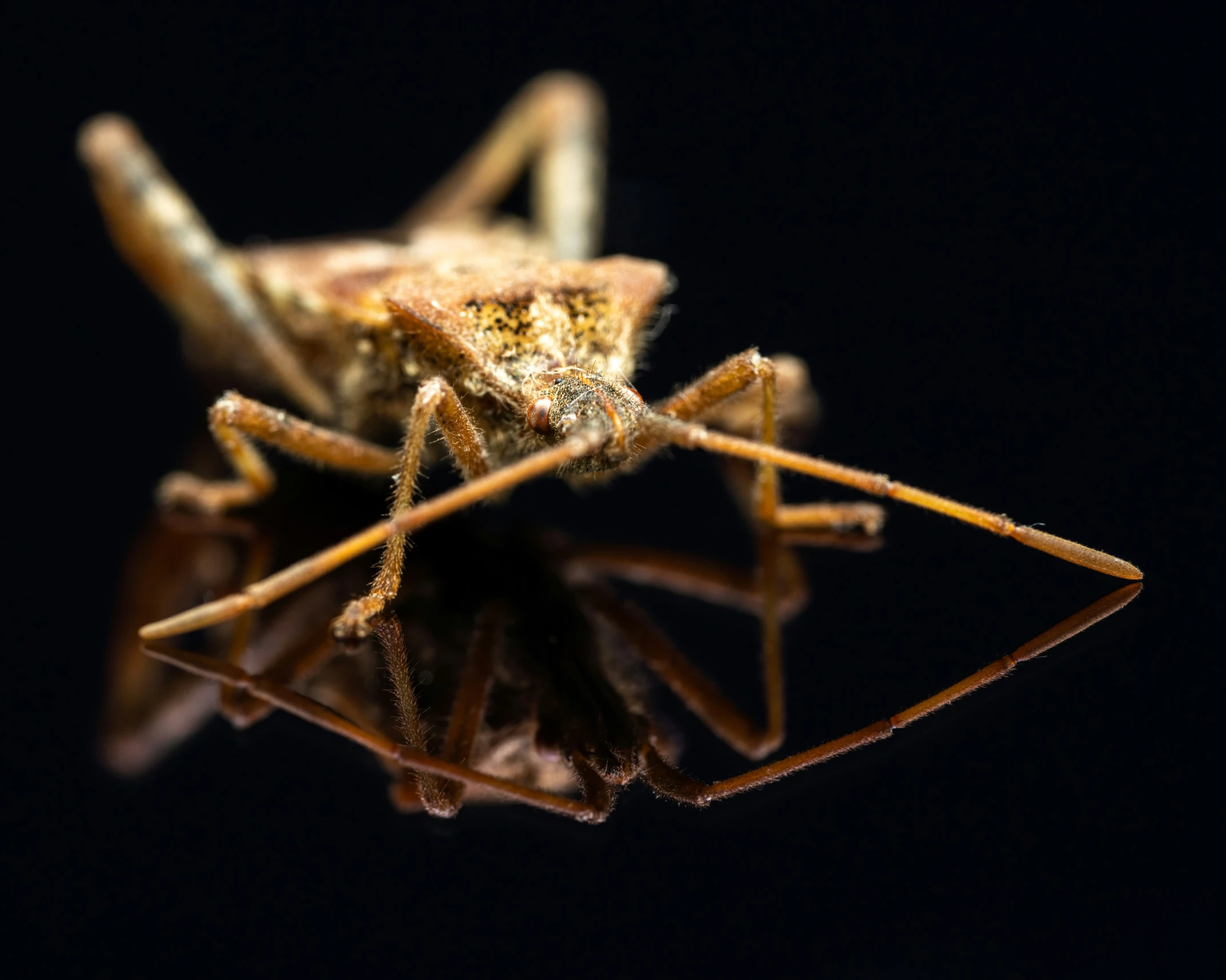 a grasshopper insect sitting on top of the surface of the image