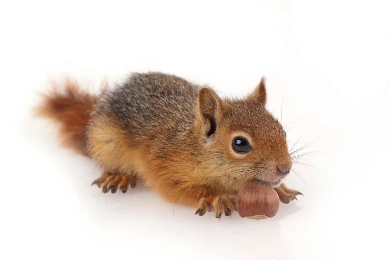 the animal is licking on the wooden ball