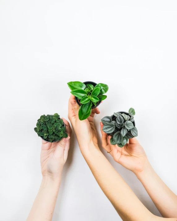 two hands holding different plants in small pots