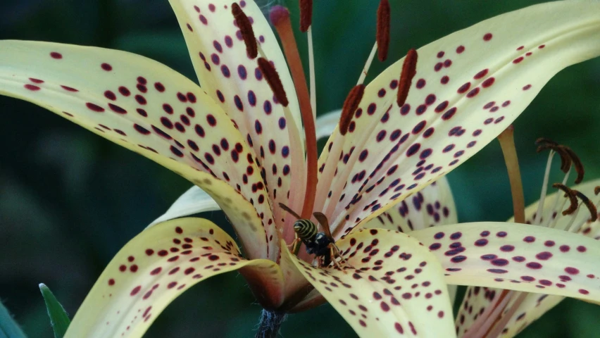 a small insect is on the center of a yellow flower