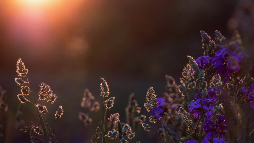 some plants and flowers at night with a light shining over them