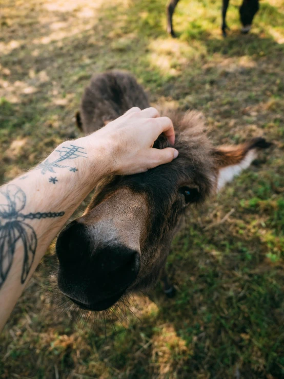 a person with tattoos on their arms petting a small animal