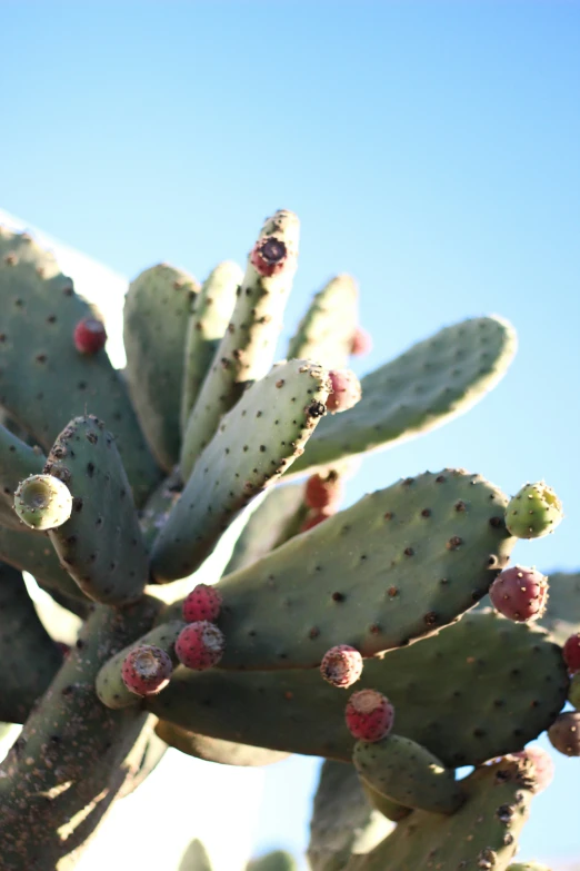 a large cactus with red seeds on it