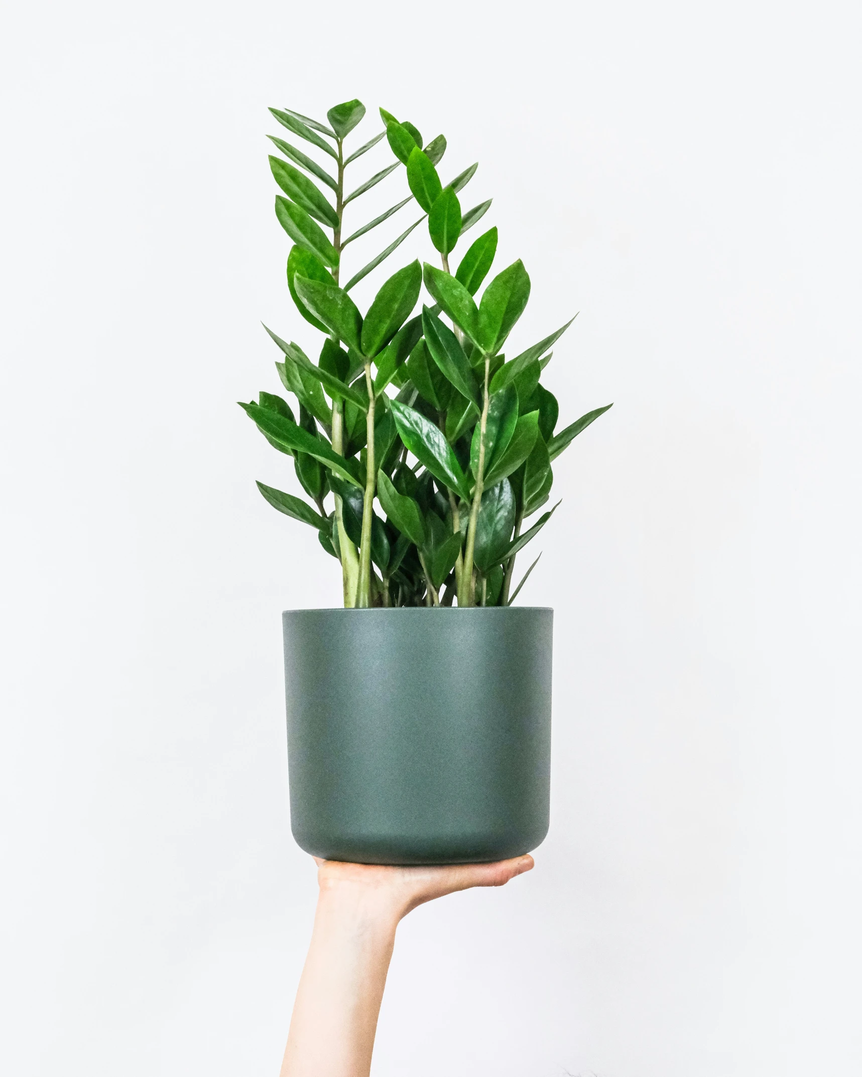 a person holding up a plant in a black pot
