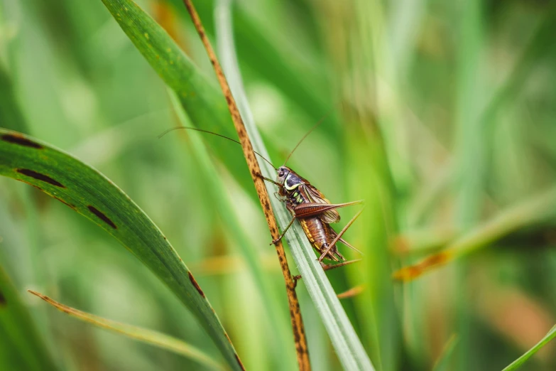 a grasshopper bug sitting on a blade of grass