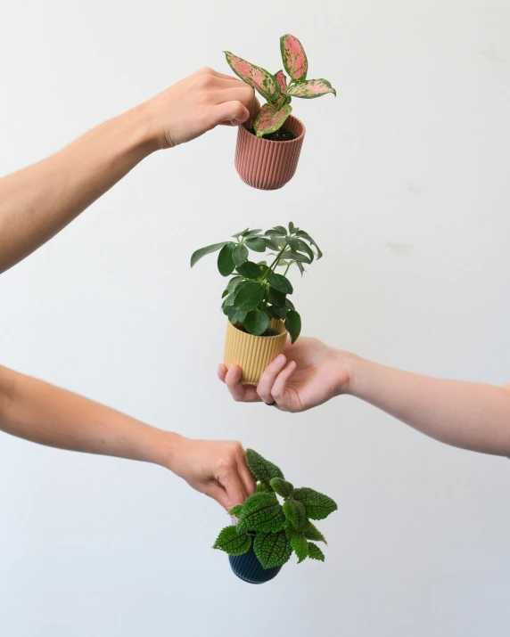 hands are holding two small house plants, each containing a succulent and one with green leaves