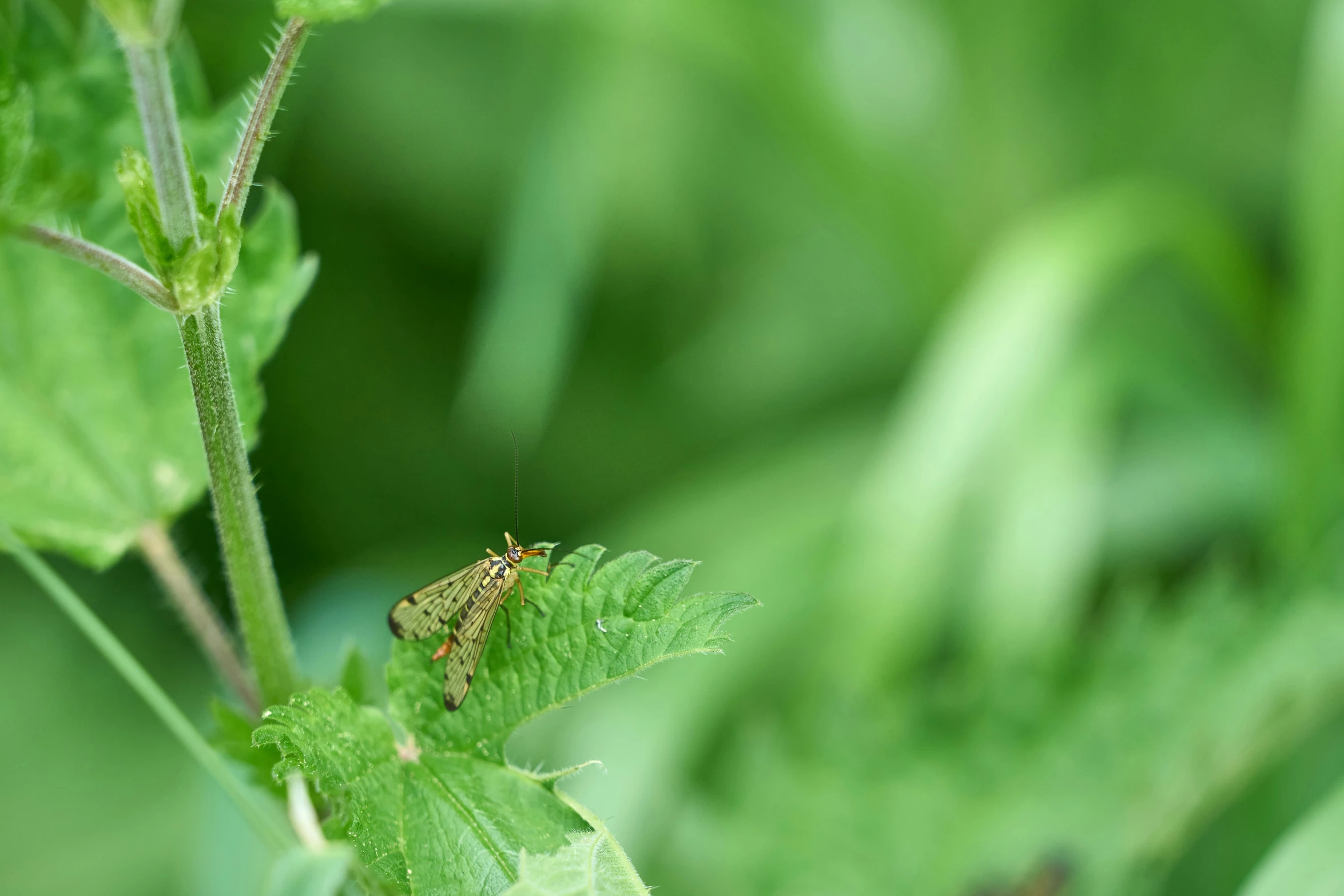 a bug sits on top of a green leaf