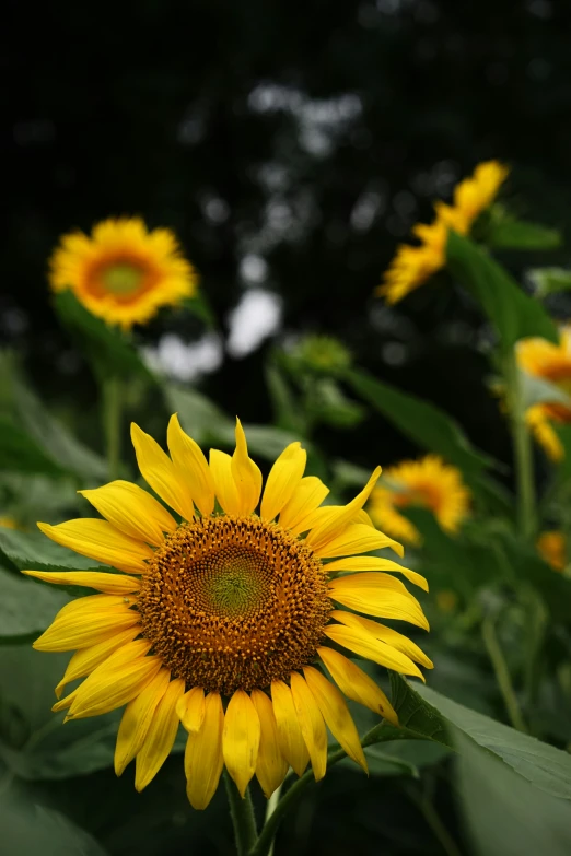 a sunflower is standing in a field with many other flowers