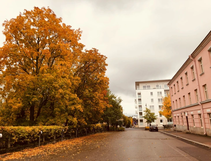 a wide residential street lined with houses next to an autumn tree