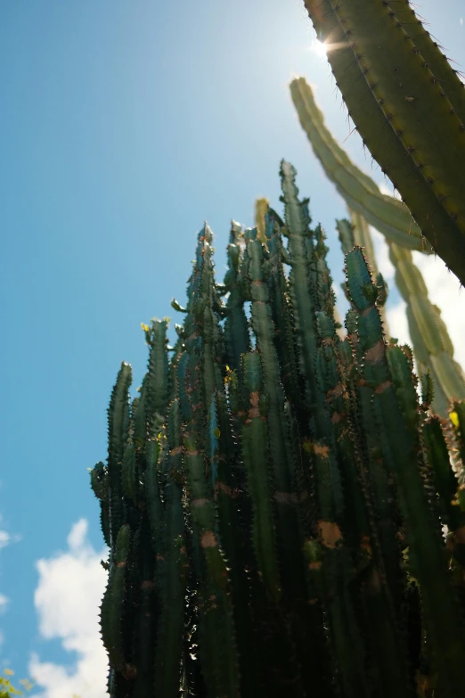 cactus plants near sun with clouds and sky in the background