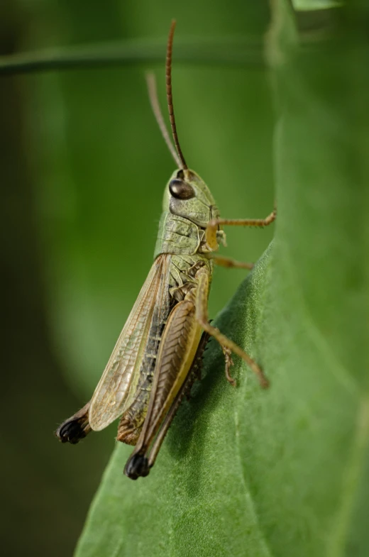 a brown and black bug sitting on a green leaf