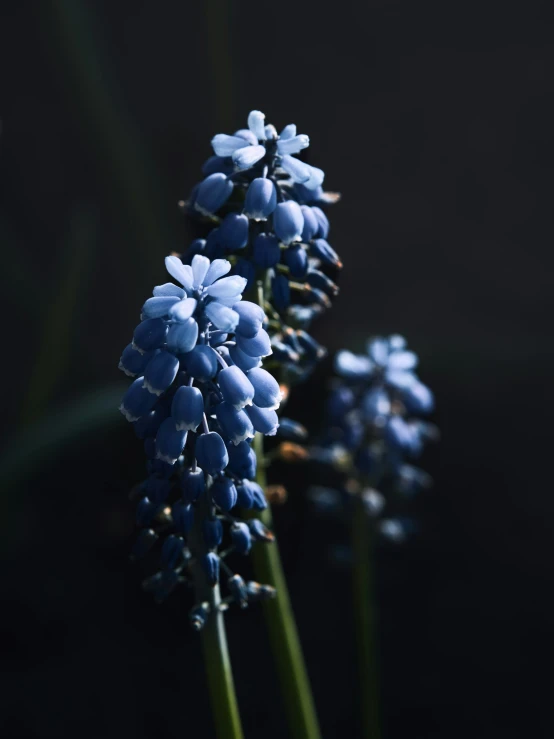 the flowers are being pographed in a black background