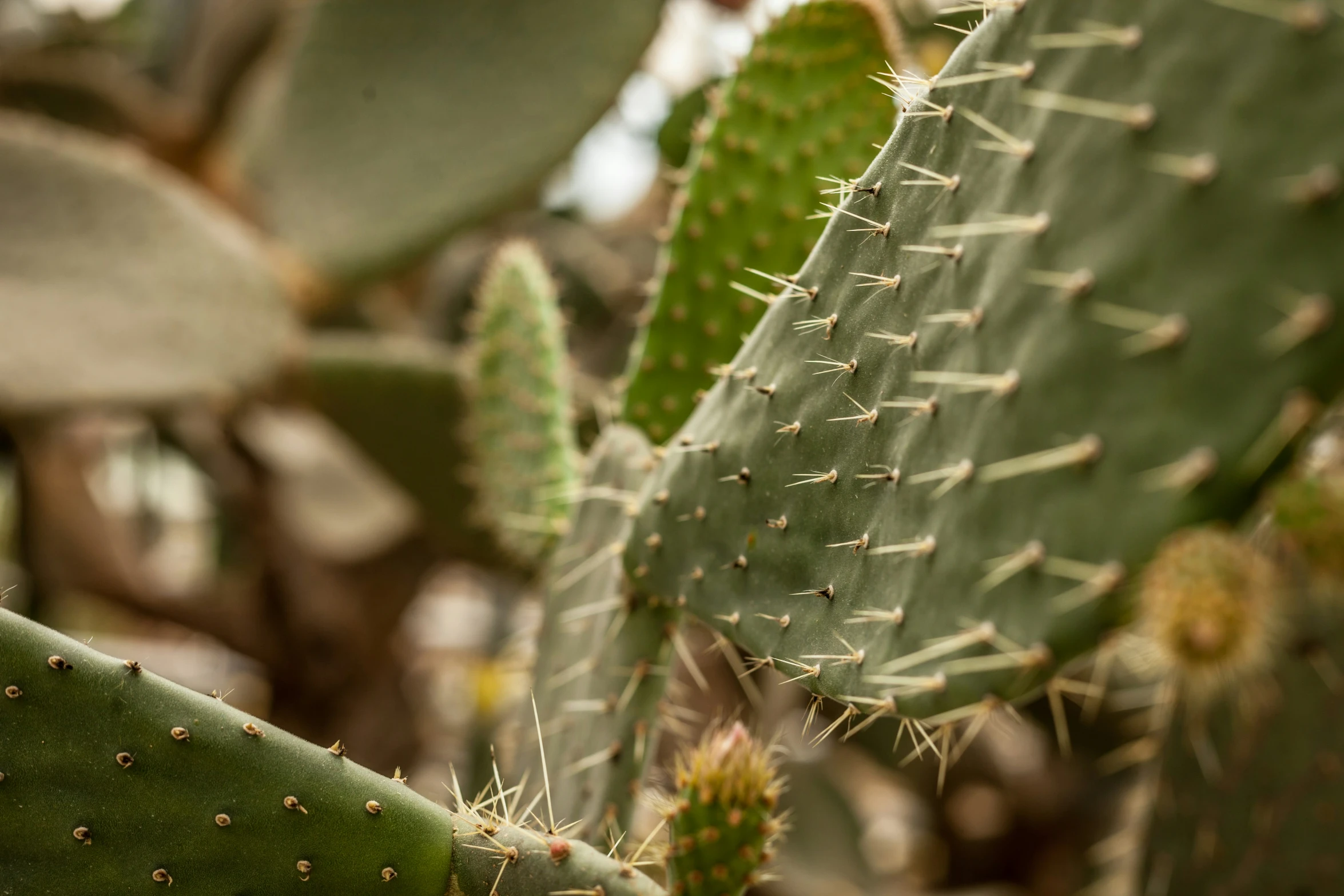 a large green cactus plant with several leaves