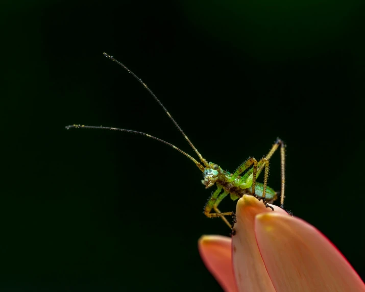 the bug is sitting on the flower with its long antennae