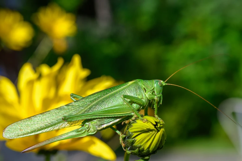 green insect with yellow pollen on it's back end