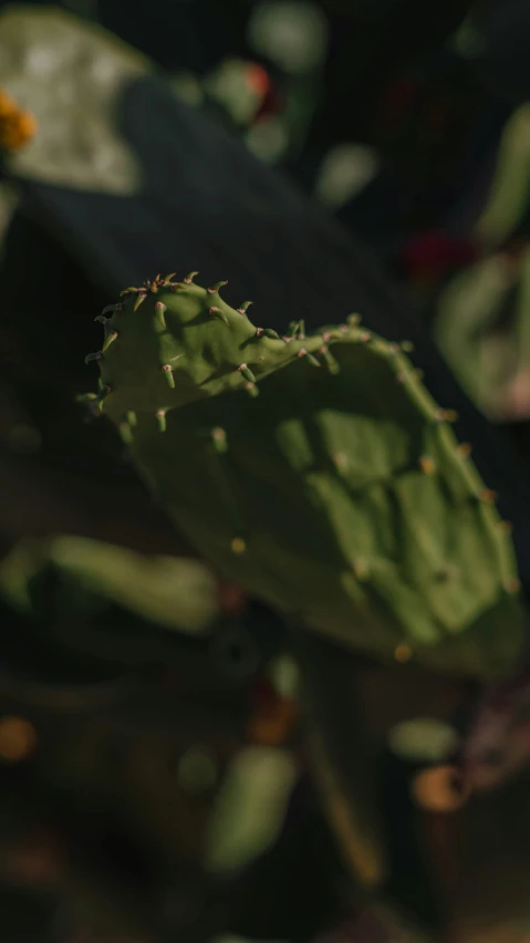 the stem of a cactus plant, with small yellow flowers on the center