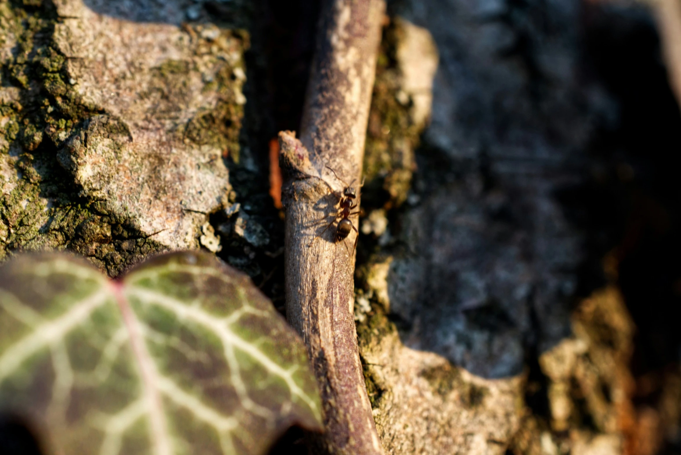 a little lizard is sitting on the ground