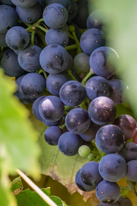 close up of a cluster of gs growing on a vine