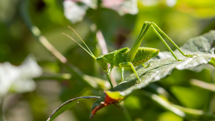 a green insect sitting on the top of a leaf