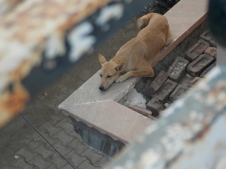 a tan dog laying on top of brick pavement