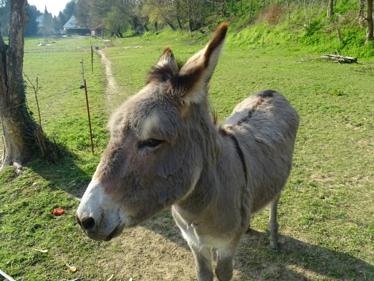 a donkey in the middle of an open field