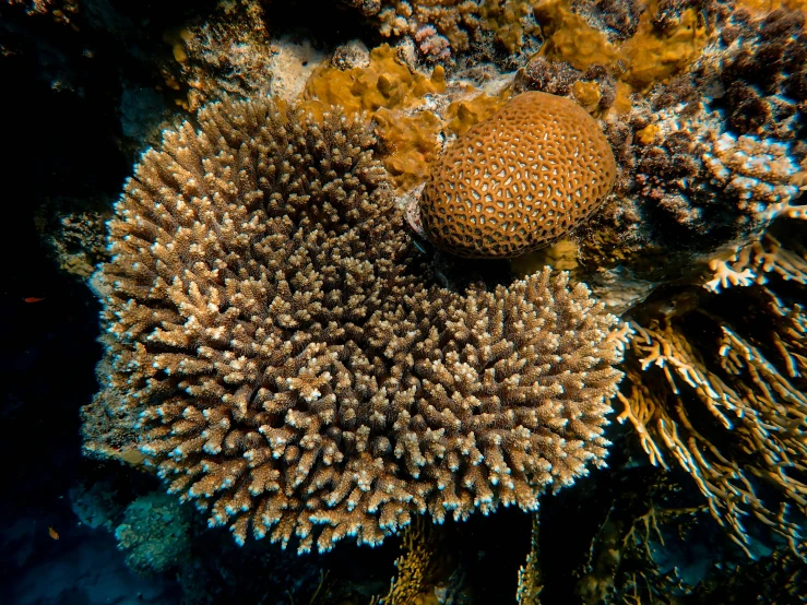 close - up image of coral and reef sponges on ocean floor