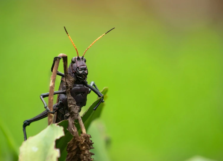 a bug standing on top of green leaves