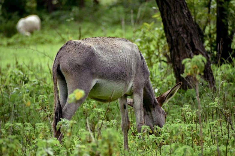 some animals grazing on some vegetation and trees