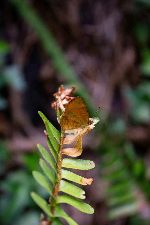 a brown erfly perched on top of a green leaf