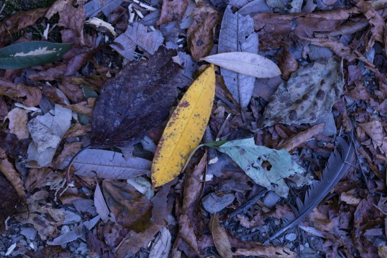 a very colorful plant is sitting on the ground