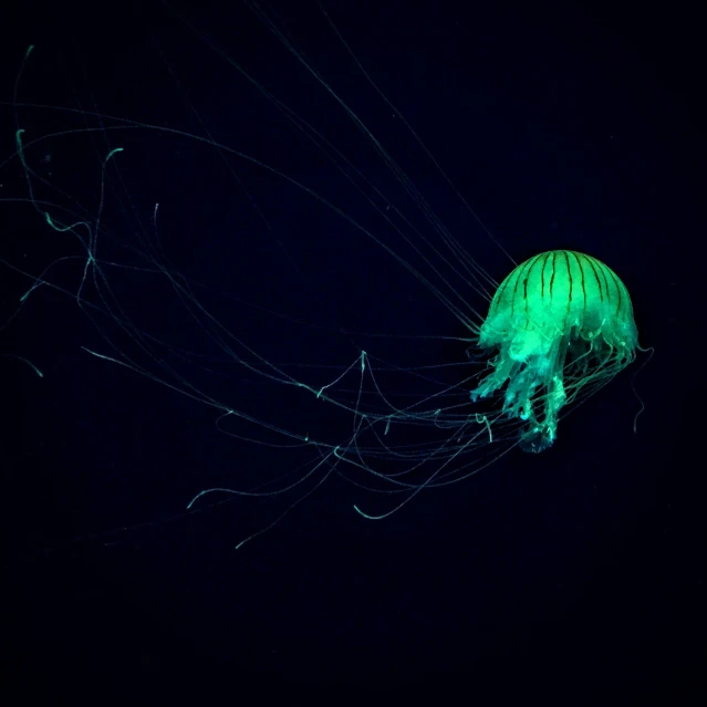 a blue and green sea animal floating in the ocean