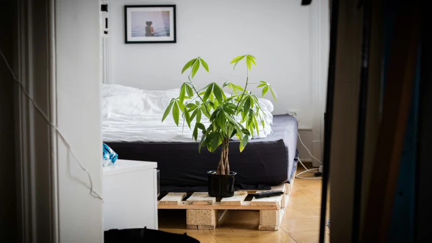 a living room with a plant in a pot