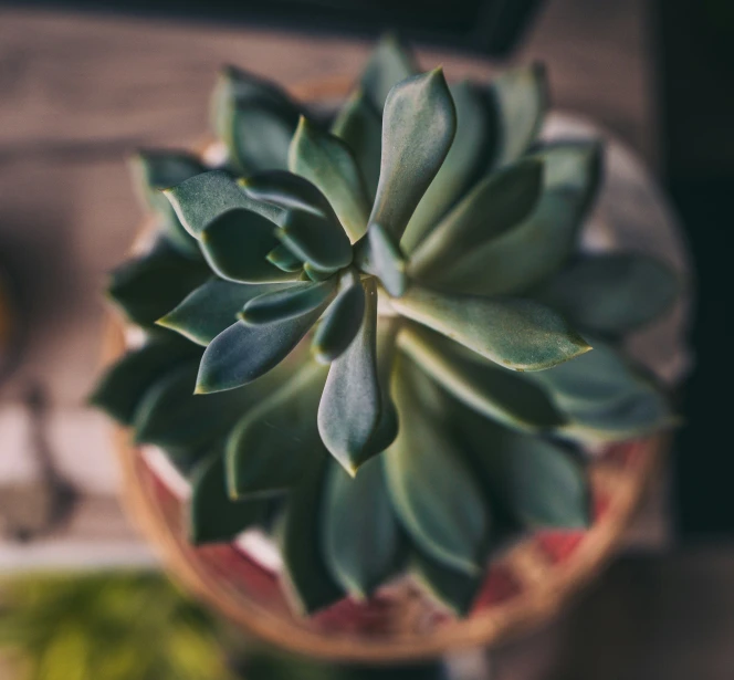 a close up image of the top of a small green plant